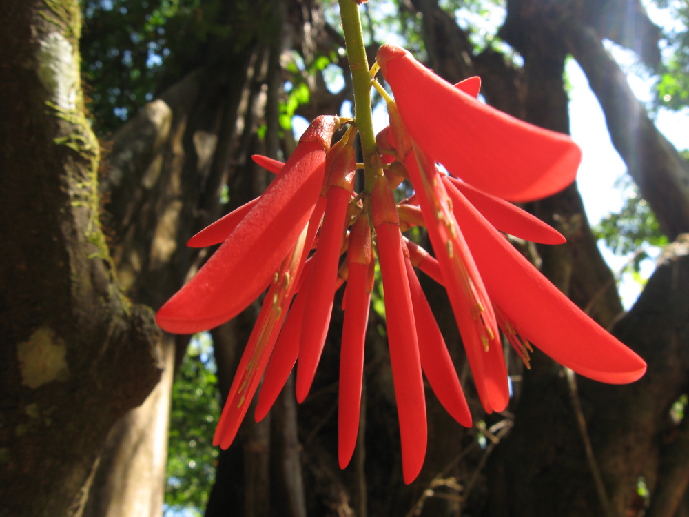Erythrina spec., Lokation: Costa Rica | Guanacaste | Hacienda Santa María | Kategorien: Blüte, Familie: Fabaceae (Schmetterlingsblütler ), Datum: 11.02.2010