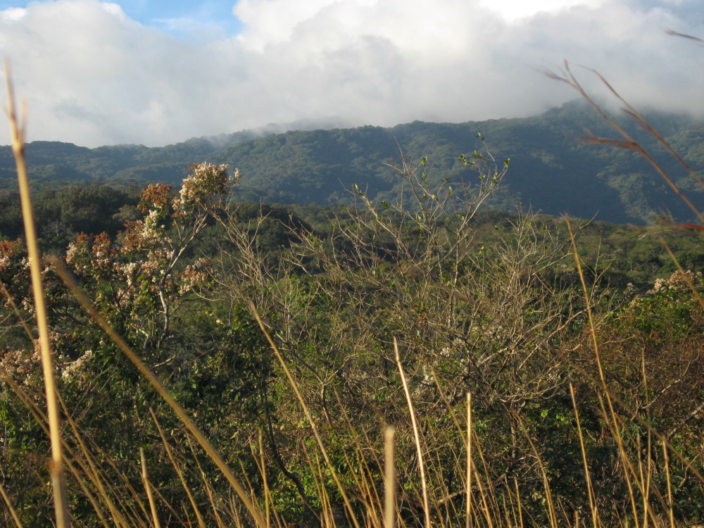 Lokation: Costa Rica | Guanacaste | Tanques | Kategorien: Wald, Datum: 11.02.2010