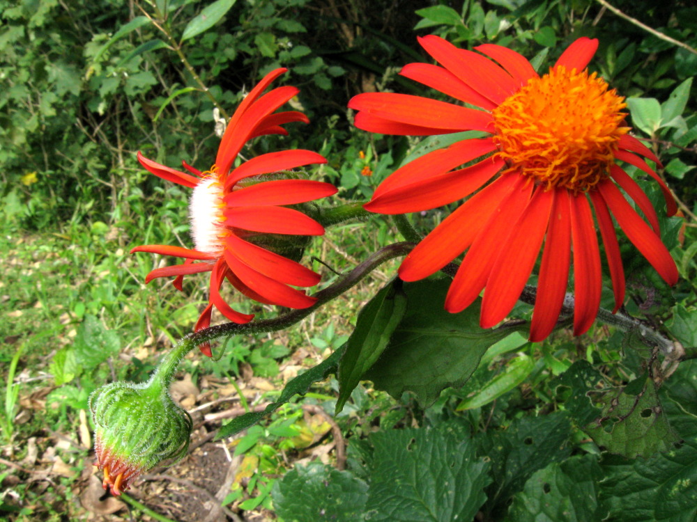 Pseudogynoxys chenopodioides, Lokation: Costa Rica | Guanacaste | Tanques | Kategorien: Blüte, Familie: Asteraceae (Korbblütler ), Datum: 12.02.2010