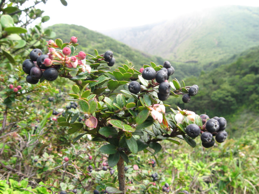 Lokation: Costa Rica | Guanacaste | Hacienda Santa María | Kategorien: Habitus, Früchte, Datum: 13.02.2010