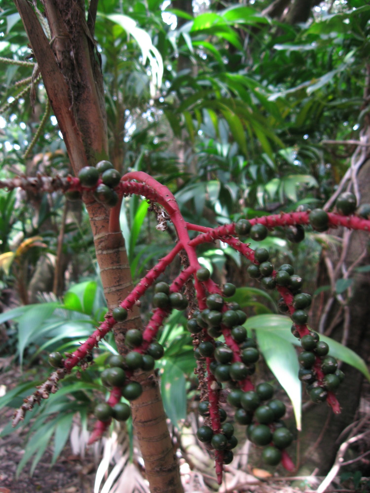 Chamaedorea spec., Lokation: Costa Rica | Guanacaste | Hacienda Santa María | Kategorien: Familie: Arecaceae (Palmengewächse ), Datum: 13.02.2010