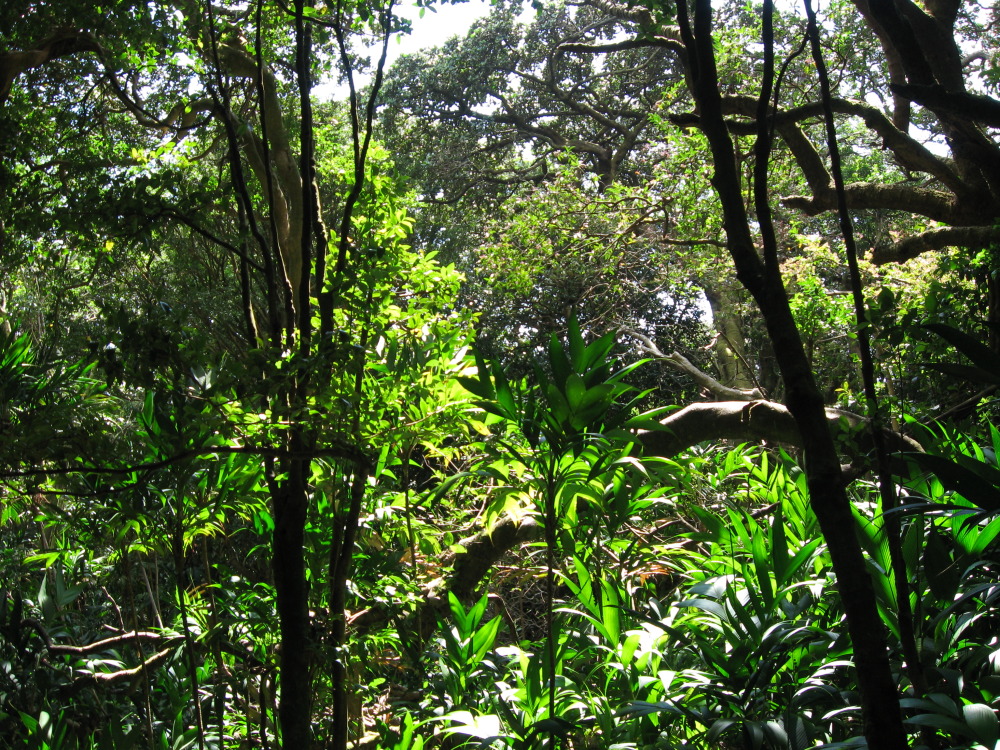 Lokation: Costa Rica | Guanacaste | Hacienda Santa María | Kategorien: Wald, Datum: 13.02.2010