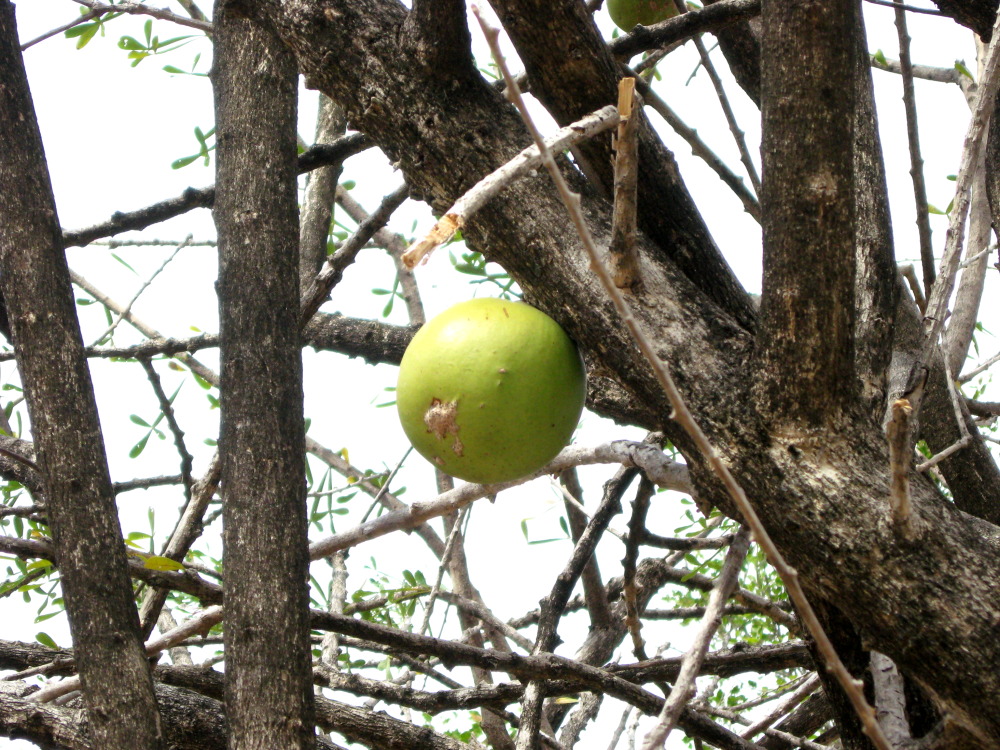 Crescentia alata, Lokation: Costa Rica | Guanacaste | Palo Verde | Kategorien: Früchte, Baum, Familie: Bignoniaceae (Bignoniengewächse), Datum: 14.02.2010