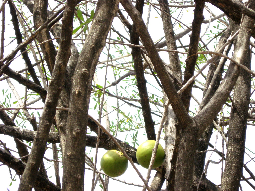 Crescentia alata, Lokation: Costa Rica | Guanacaste | Palo Verde | Kategorien: Früchte, Baum, Familie: Bignoniaceae (Bignoniengewächse), Datum: 14.02.2010