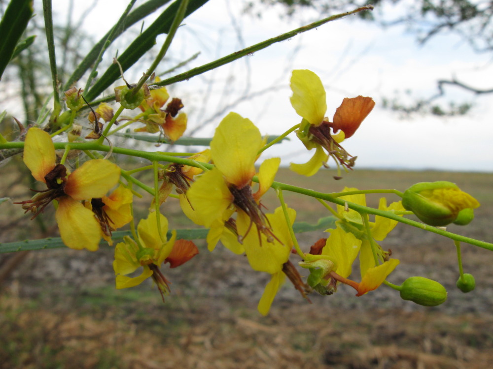 Parkinsonia cf. aculeata, Lokation: Costa Rica | Guanacaste | Palo Verde | Kategorien: Blüte, Familie: Fabaceae (Schmetterlingsblütler ), Datum: 14.02.2010