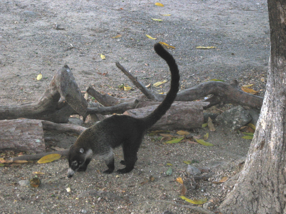 Lokation: Costa Rica | Guanacaste | Palo Verde | Kategorien: Säugetiere, Datum: 15.02.2010