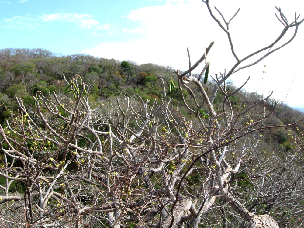 Lokation: Costa Rica | Guanacaste | Palo Verde | Kategorien: Wald, Datum: 15.02.2010