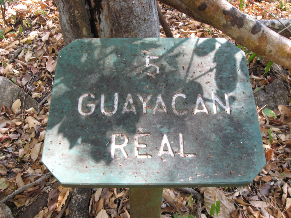 Lokation: Costa Rica | Guanacaste | Palo Verde | Kategorien: Baum, Datum: 15.02.2010