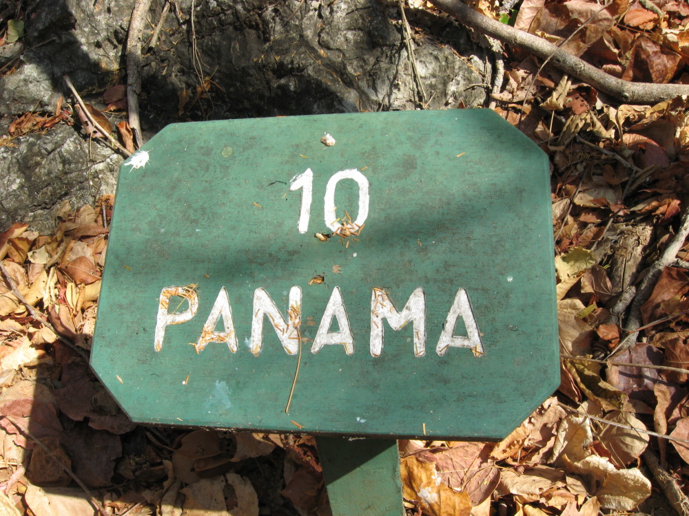 Lokation: Costa Rica | Guanacaste | Palo Verde | Kategorien: Baum, Datum: 15.02.2010
