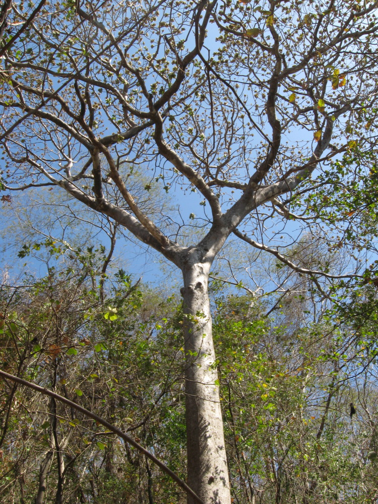Lokation: Palo Verde, Guanacaste, Costa Rica, Kategorien: Baum, Datum: 15.02.2010