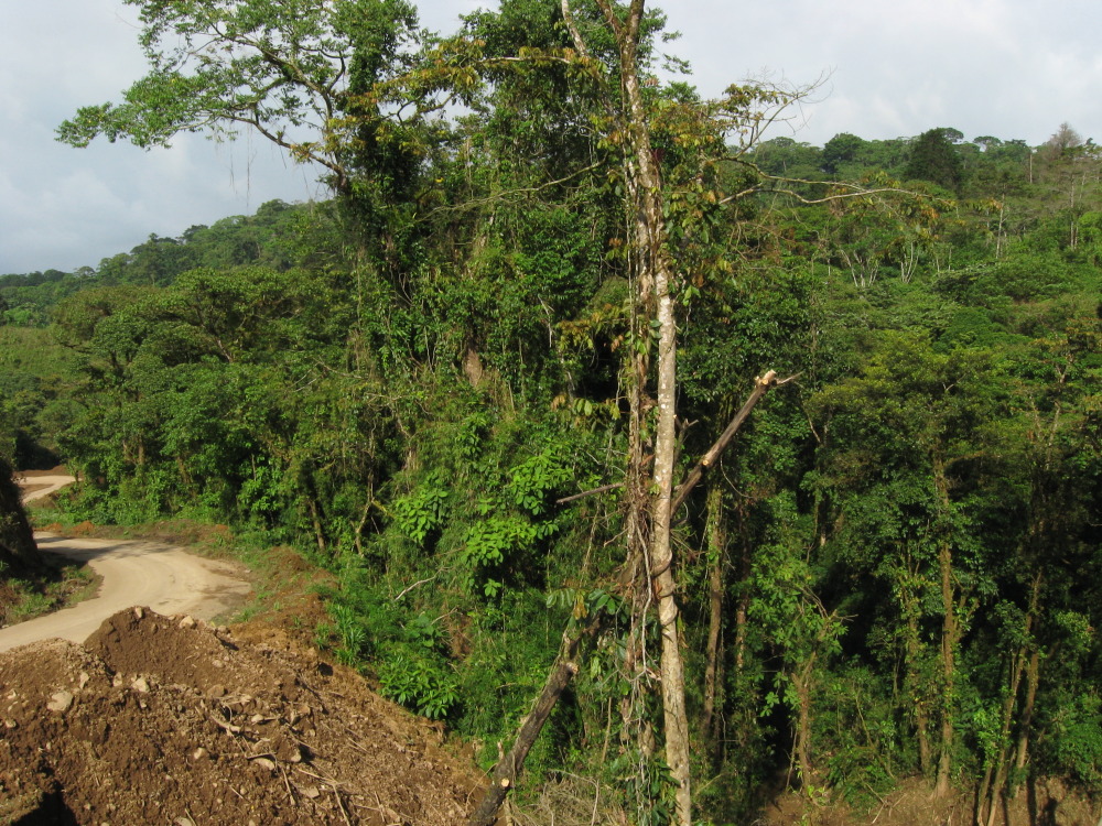 Lokation: Costa Rica | Heredia | Buena Vista | Kategorien: Wald, Datum: 16.02.2010