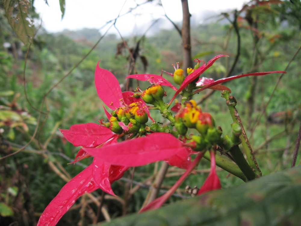 Lokation: Costa Rica | Alajuela | Ujarrás | Kategorien: Blüte, Datum: 16.02.2010
