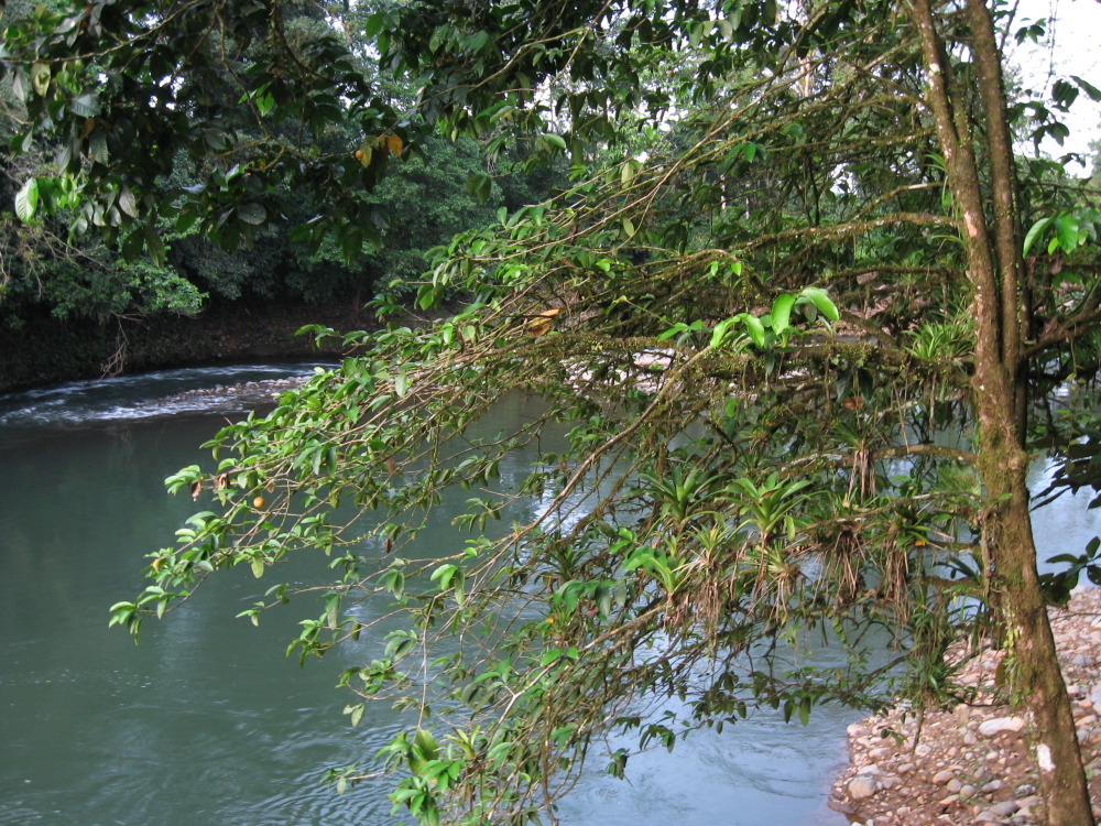 Lokation: Costa Rica | Heredia | Chilamate | Kategorien: Fluss, Datum: 16.02.2010