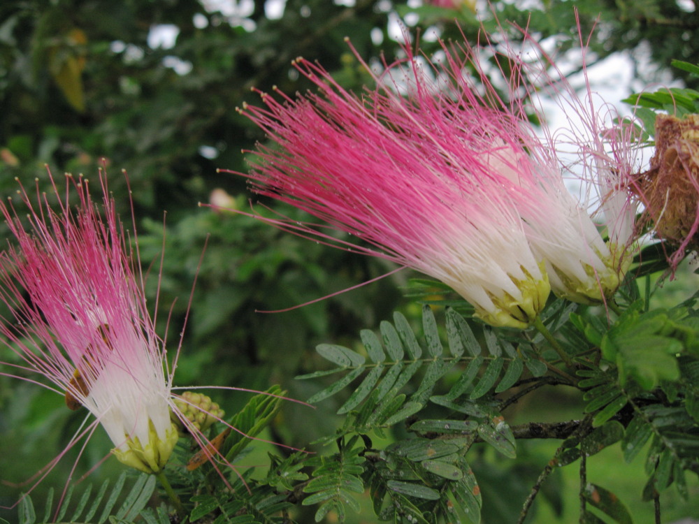 Calliandra spec., Lokation: Costa Rica | Limón | Toro Amarillo | Kategorien: Blüte, Familie: Fabaceae (Schmetterlingsblütler ), Datum: 17.02.2010