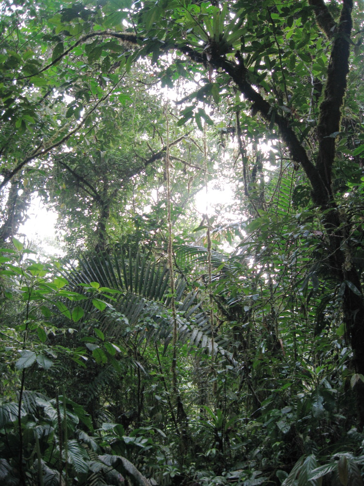 Lokation: Costa Rica | San José | Carrillo | Kategorien: Wald, Datum: 17.02.2010