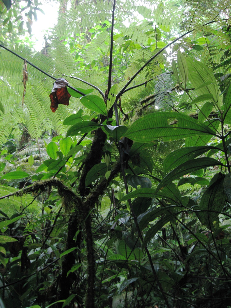 Lokation: Costa Rica | San José | Carrillo | Kategorien: Wald, Datum: 17.02.2010