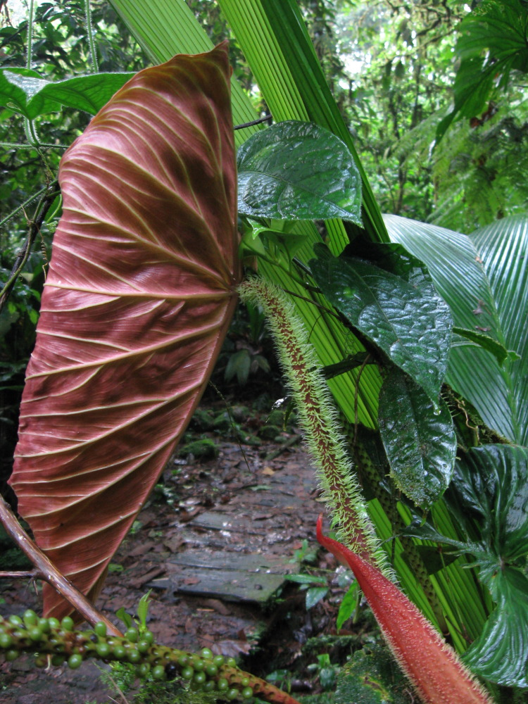 Philodendron verrucosum, Lokation: Costa Rica | San José | Carrillo | Kategorien: Blatt, Familie: Araceae (Aronstabgewächse ), Datum: 17.02.2010