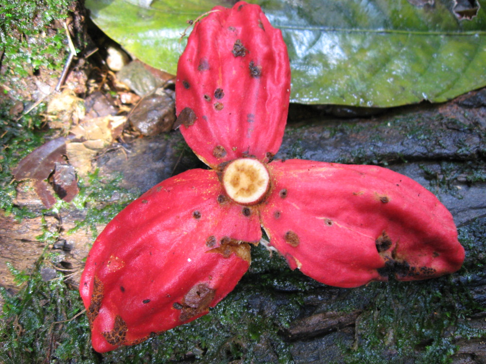 Lokation: Costa Rica | San José | Carrillo | Kategorien: Blüte, Datum: 17.02.2010