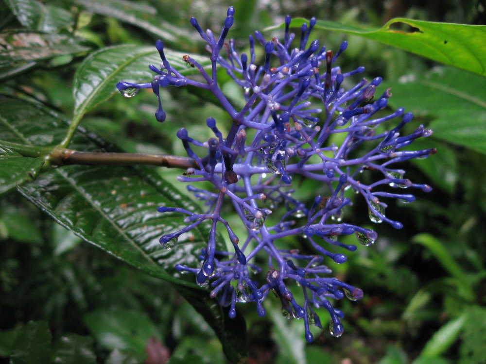 Faramea suerrensis, Lokation: Costa Rica | San José | Carrillo | Kategorien: Blüte, Familie: Rubiaceae (Rötegewächse ), Datum: 17.02.2010