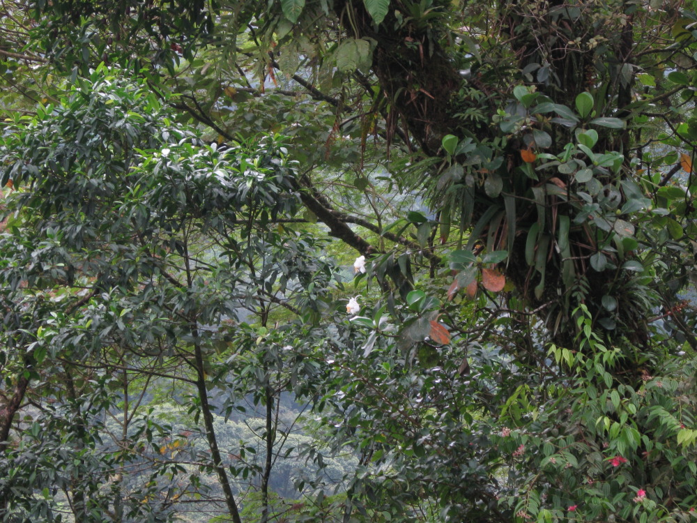 Lokation: Costa Rica | San José | Carrillo | Kategorien: Vegetation, Datum: 17.02.2010