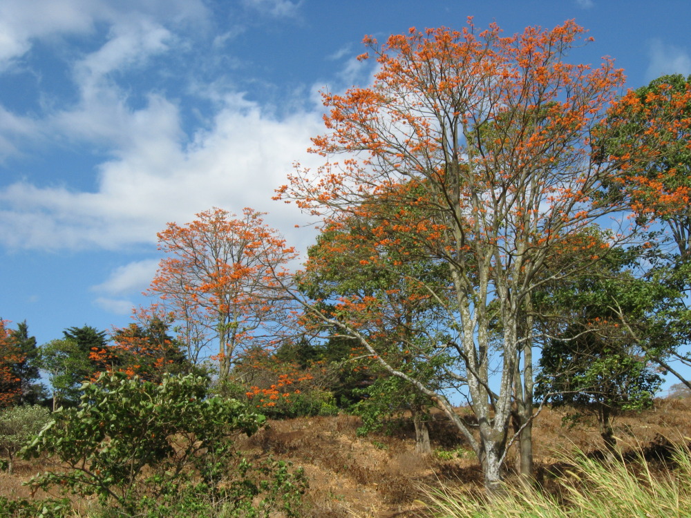 Lokation: Costa Rica | Heredia | San Pablo | Kategorien: Baum, Datum: 17.02.2010
