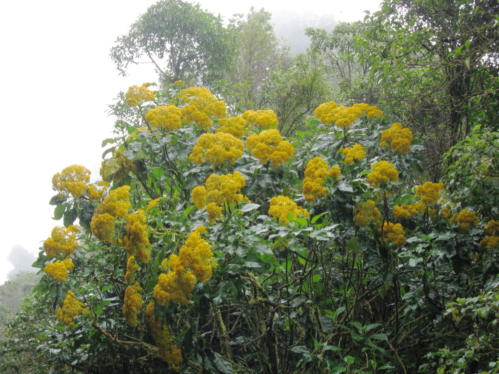 Senecio cooperi, Lokation: Costa Rica | Heredia | Porrosatí | Kategorien: Habitus, Familie: Asteraceae (Korbblütler ), Datum: 17.02.2010