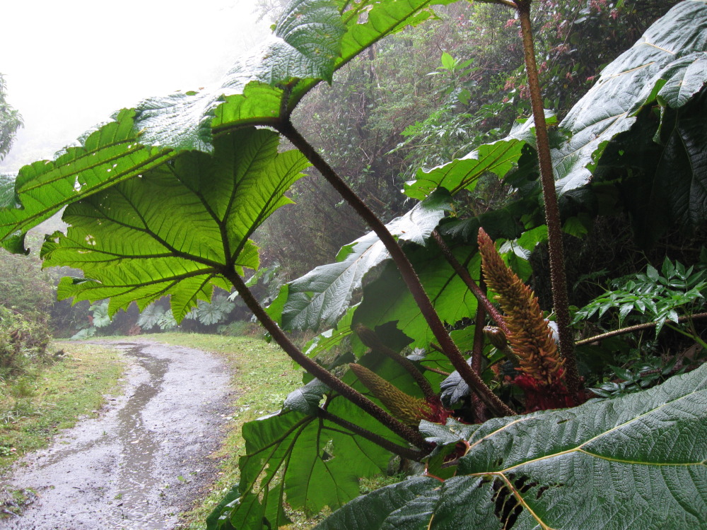 Gunnera insignis, Lokation: Costa Rica | Heredia | Porrosatí | Kategorien: Habitus, Familie: Gunneraceae (Mammutblattgewächse), Datum: 17.02.2010