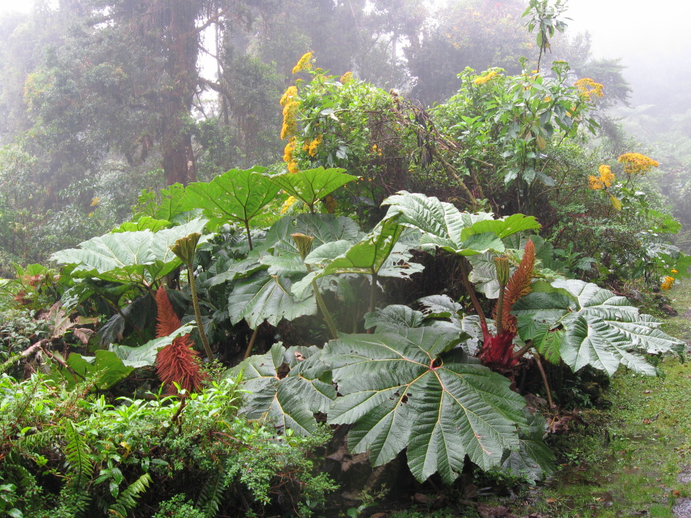 Gunnera insignis, Lokation: Porrosatí, Heredia, Costa Rica, Kategorien: Habitus, Familie: Gunneraceae (Mammutblattgewächse), Datum: 17.02.2010
