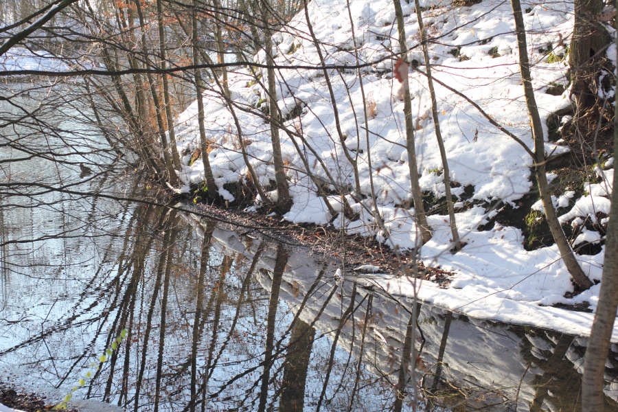 Lokation: Deutschland | Nordrhein-Westfalen | Bergisch Gladbach | Lückerath Kategorien: Winter, Datum: 30.12.2010