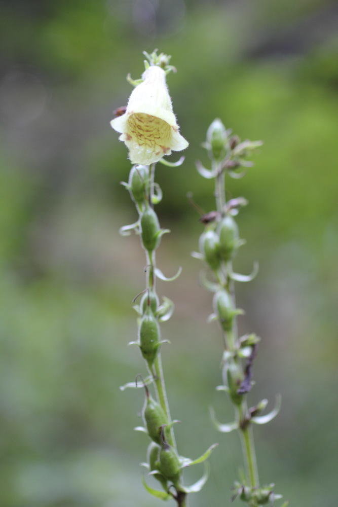 Lokation: Österreich | Kärnten | Vellach-Bela | Zauchen Kategorien: Blüte, Datum: 20.08.2011