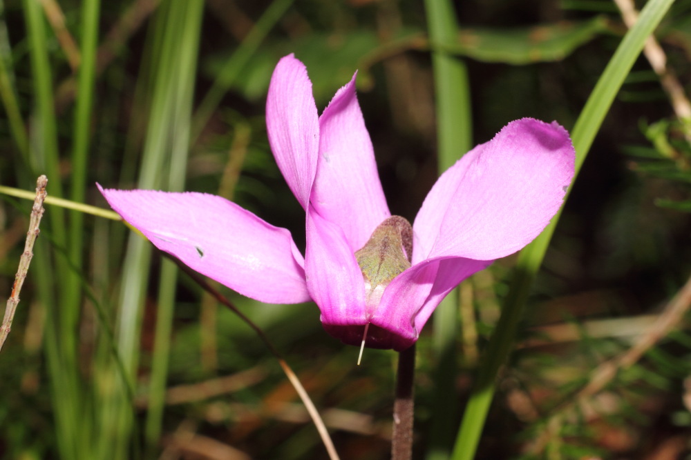 Lokation: Österreich | Kärnten | Unterort-Podkraj | Zauchen Kategorien: Blüte, Datum: 20.08.2011