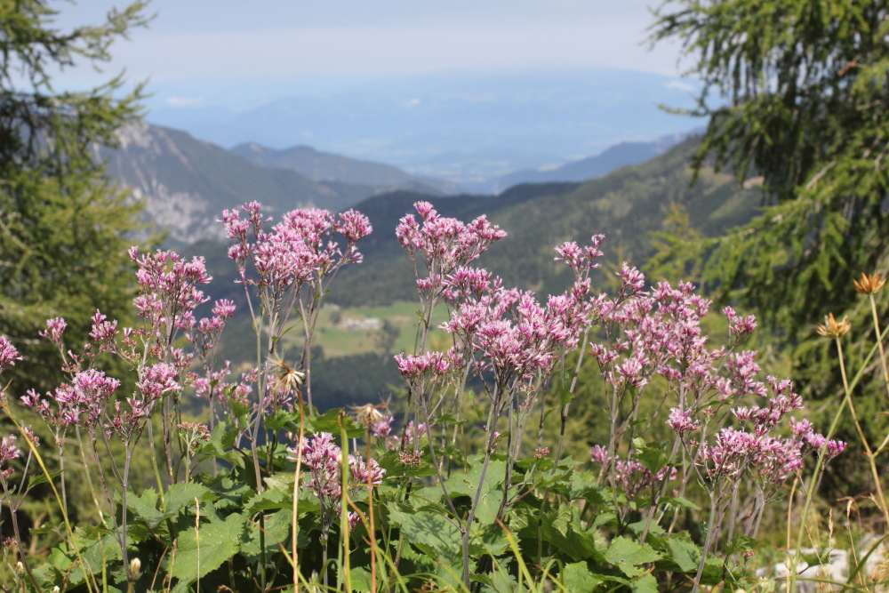 Lokation: Slowenien | Savinjska | Zgornje Jezersko | Logarska Dolina Kategorien: Vegetation, Datum: 28.08.2011