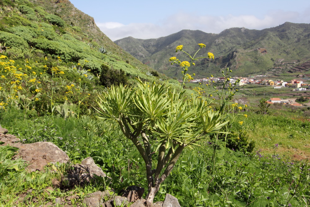 Kleinia neriifolia, Lokation: Spanien | Canarias | Teno | Teno Kategorien: Vegetation, Familie: Asteraceae (Korbblütler ), Datum: 24.02.2011