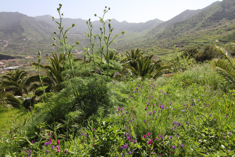 Ferula linkii, Lokation: Spanien | Canarias | Teno | Teno Kategorien: Habitus, Familie: Apiaceae (Doldenblütler ), Datum: 24.02.2011