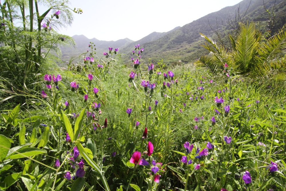 Lathyrus tingitanus, Lokation: Spanien | Canarias | Teno | Teno Kategorien: Vegetation, Familie: Fabaceae (Schmetterlingsblütler ), Datum: 24.02.2011