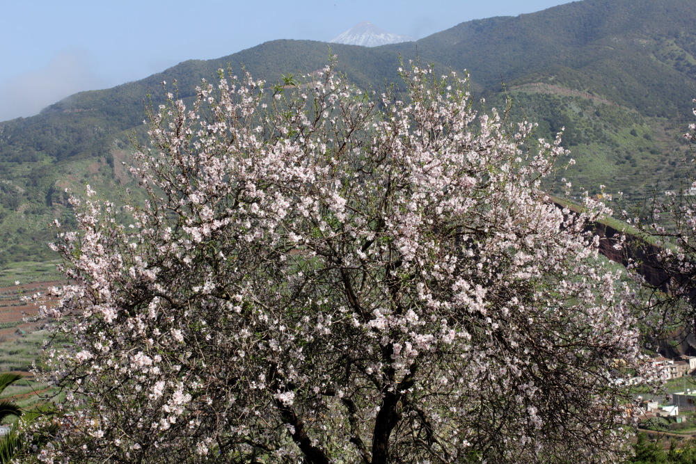 Prunus dulcis var. amara, Lokation: Spanien | Canarias | Teno | Teno Kategorien: Habitus, Familie: Rosaceae (Rosengewächse ), Datum: 24.02.2011