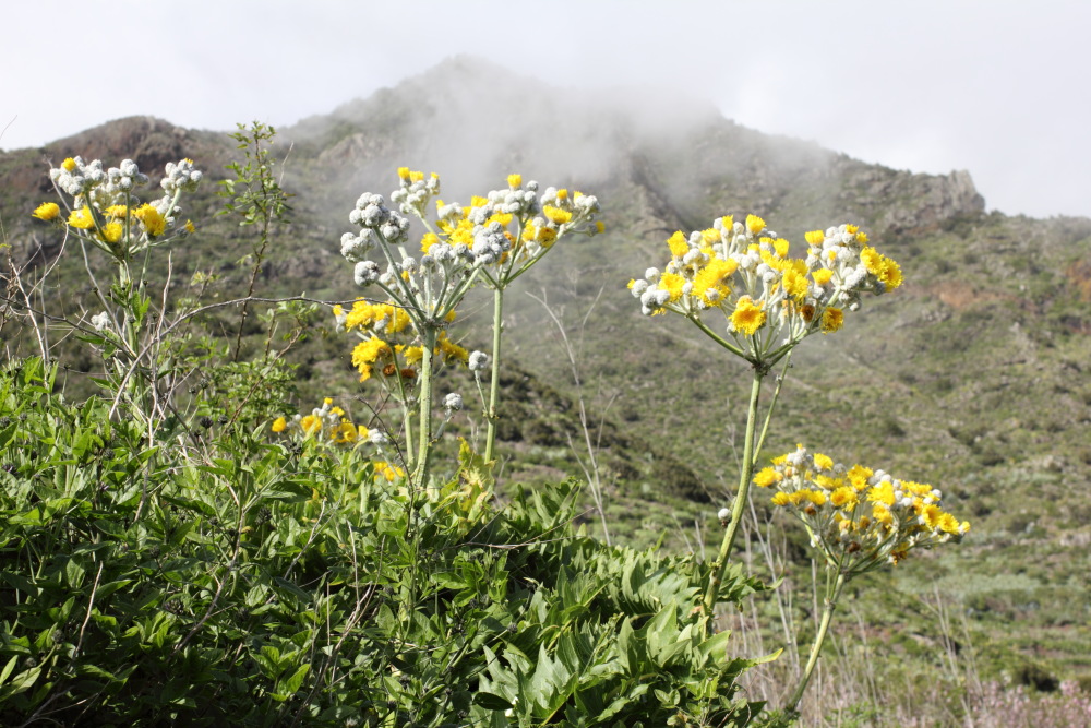 Sonchus acaulis, Lokation: Spanien | Canarias | Teno | Teno Kategorien: Habitus, Familie: Asteraceae (Korbblütler ), Datum: 24.02.2011