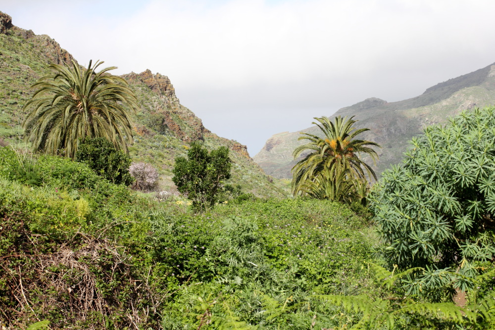 Lokation: Spanien | Canarias | Teno | Teno Kategorien: Palmen, Datum: 24.02.2011