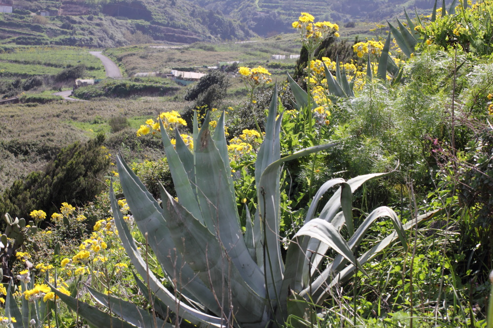 Lokation: Spanien | Canarias | Teno | Teno Kategorien: Vegetation, Datum: 25.02.2011