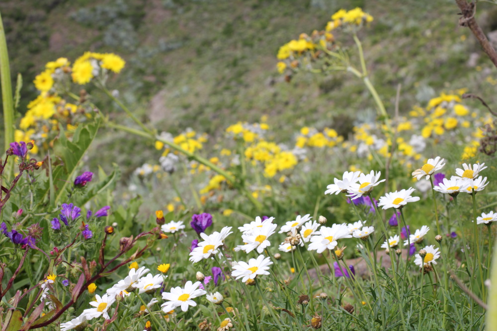 Argyranthemum frutescens, Lokation: Spanien | Canarias | Teno | Teno Kategorien: Vegetation, Familie: Asteraceae (Korbblütler ), Datum: 25.02.2011