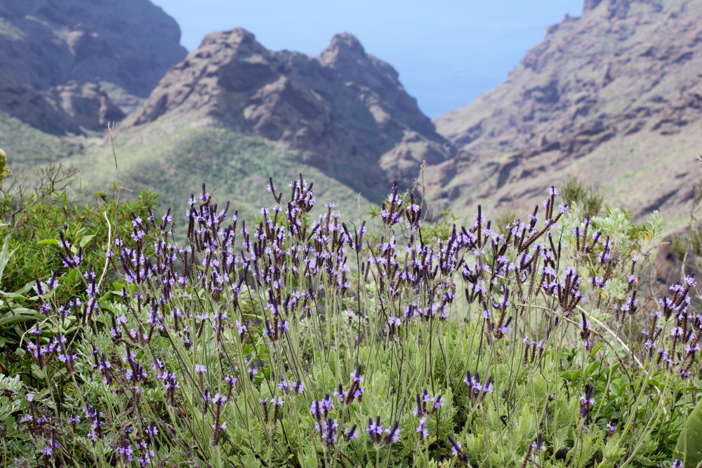 Lavandula minutolii, Lokation: Spanien | Canarias | Teno | Teno Kategorien: Vegetation, Familie: Lamiaceae (Lippenblütler ), Datum: 25.02.2011