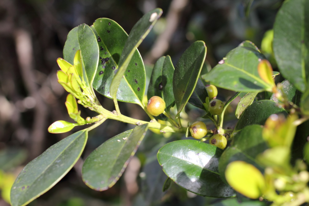Persea indica, Lokation: Spanien | Canarias | Los Carrizales | Los Carrizales Kategorien: Habitus, Familie: Lauraceae (Lorbeergewächse ), Datum: 25.02.2011