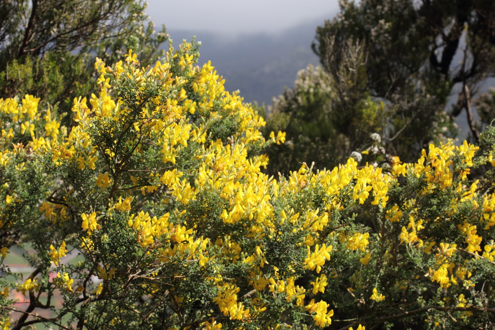 Teline canariensis, Lokation: Spanien | Canarias | Los Carrizales | Los Carrizales Kategorien: Habitus, Familie: Fabaceae (Schmetterlingsblütler ), Datum: 25.02.2011