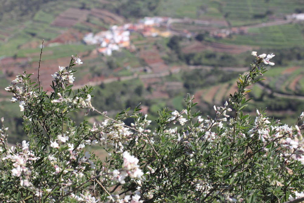 Chamaecytisus proliferus, Lokation: Spanien | Canarias | Los Carrizales | Los Carrizales Kategorien: Vegetation, Familie: Fabaceae (Schmetterlingsblütler ), Datum: 25.02.2011