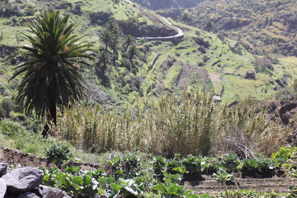 Lokation: Spanien | Canarias | El Palmar | Portela Baja Kategorien: Landwirtschaft, Datum: 25.02.2011