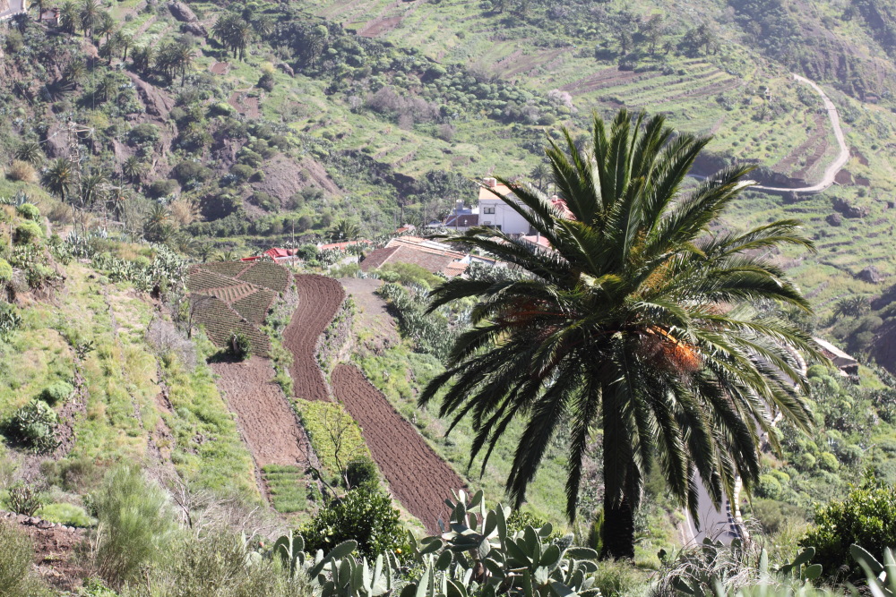 Lokation: Spanien | Canarias | Las Portelas | Los Carrizales Kategorien: Palmen, Datum: 25.02.2011