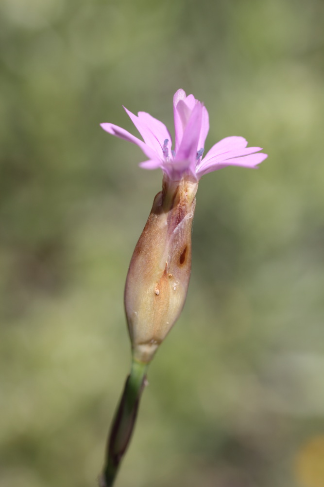 Petrorhagia nanteuilii, Lokation: Spanien | Canarias | Los Carrizales | Los Carrizales Kategorien: Blüte, Familie: Caryophyllaceae (Nelkengewächse ), Datum: 25.02.2011