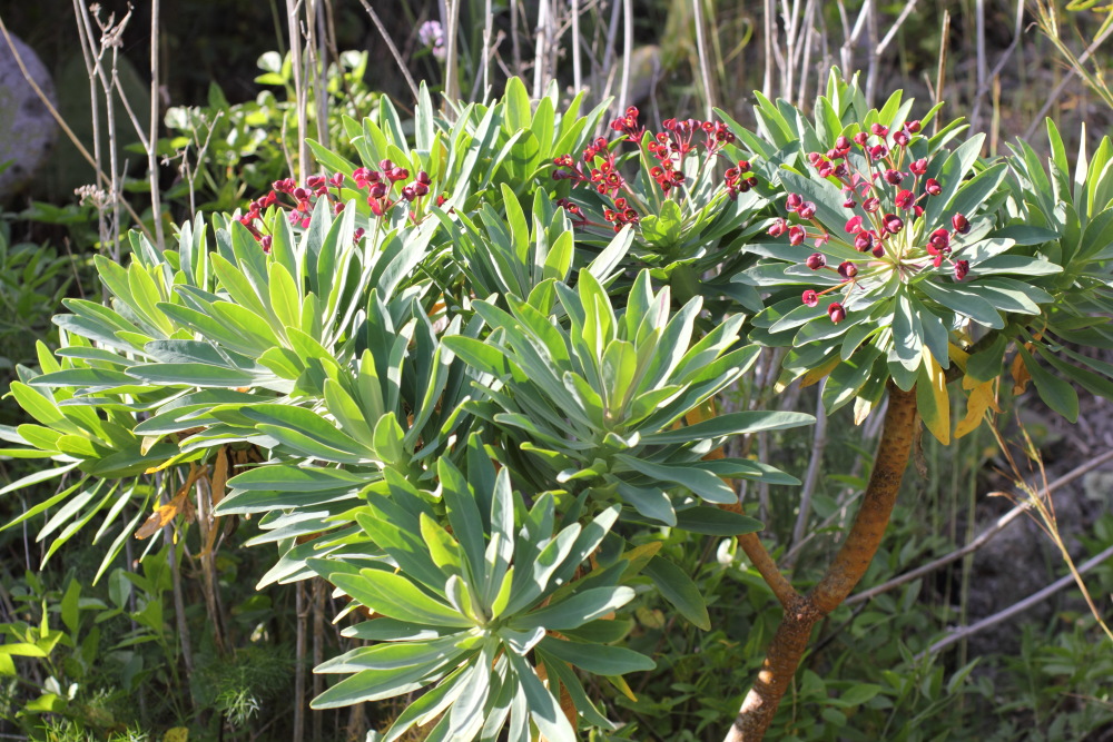 Euphorbia atropurpurea, Lokation: Spanien | Canarias | Los Carrizales | Los Carrizales Kategorien: Habitus, Familie: Euphorbiaceae (Wolfsmilchgewächse ), Datum: 25.02.2011