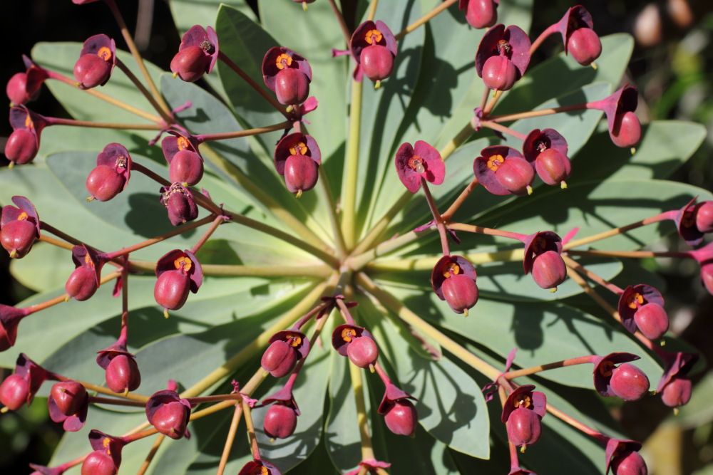 Euphorbia atropurpurea, Lokation: Spanien | Canarias | Los Carrizales | Los Carrizales Kategorien: Blüte, Familie: Euphorbiaceae (Wolfsmilchgewächse ), Datum: 25.02.2011