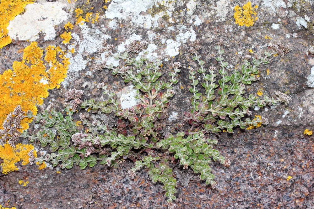 Polycarpaea latifolia, Lokation: Spanien | Canarias | Teno | Teno Kategorien: Habitus, Familie: Caryophyllaceae (Nelkengewächse ), Datum: 25.02.2011